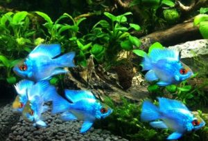ca-phuong-hoang-xanh[6] - Các loài cá thả trong bể thủy sinh - Aquascape & Planted Tank Guide