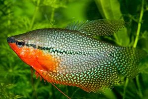 ca-sac-tran-chau - Các loài cá thả trong bể thủy sinh - Aquascape & Planted Tank Guide