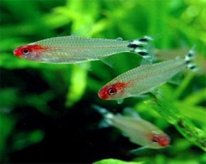 ca-soc-dau-do - Các loài cá thả trong bể thủy sinh - Aquascape & Planted Tank Guide