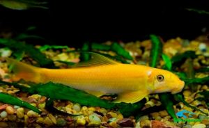 ca_bong_vang - Các loài cá thả trong bể thủy sinh - Aquascape & Planted Tank Guide