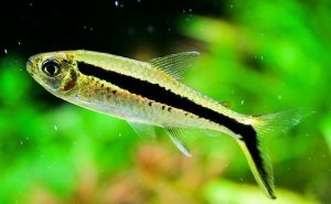ca_chim_canh_cut - Các loài cá thả trong bể thủy sinh - Aquascape & Planted Tank Guide