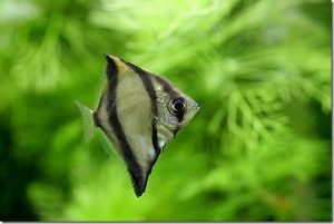 ca_chim_doi - Các loài cá thả trong bể thủy sinh - Aquascape & Planted Tank Guide