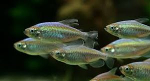 ca_cong_go - Các loài cá thả trong bể thủy sinh - Aquascape & Planted Tank Guide
