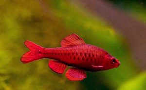 ca_diec_anh_dao - Các loài cá thả trong bể thủy sinh - Aquascape & Planted Tank Guide
