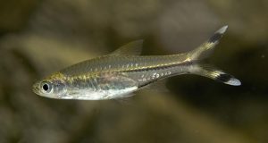 ca_duoi_keo - Các loài cá thả trong bể thủy sinh - Aquascape & Planted Tank Guide