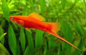 ca_hong_kim_ca_kiem - Các loài cá thả trong bể thủy sinh - Aquascape & Planted Tank Guide