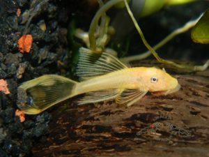 ca_longfin - Các loài cá thả trong bể thủy sinh - Aquascape & Planted Tank Guide