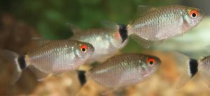 ca_ngan_binh - Các loài cá thả trong bể thủy sinh - Aquascape & Planted Tank Guide