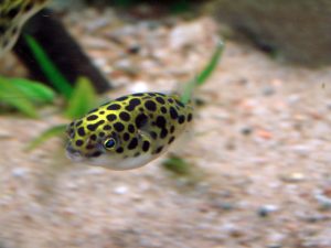 ca_noc_beo - Các loài cá thả trong bể thủy sinh - Aquascape & Planted Tank Guide