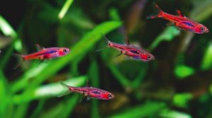 ca_tram - Các loài cá thả trong bể thủy sinh - Aquascape & Planted Tank Guide