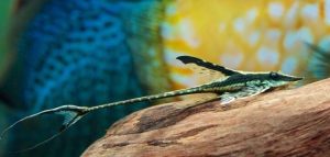 ca_truc_thang - Các loài cá thả trong bể thủy sinh - Aquascape & Planted Tank Guide