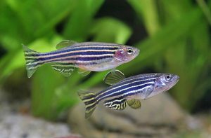 ca_van - Các loài cá thả trong bể thủy sinh - Aquascape & Planted Tank Guide