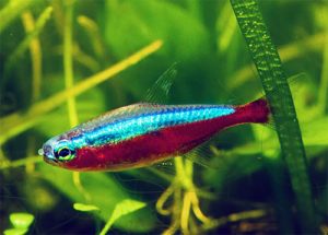 Cardinal tetra (Paracheirodon axelrodi)