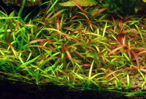 Red grass