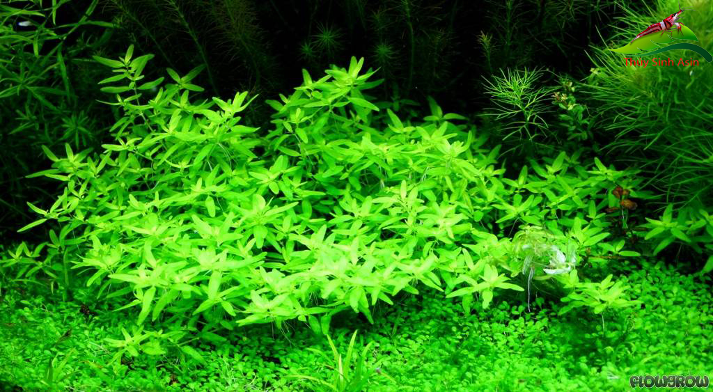 cay-dan-thao-thuy-sinh - Danh mục các loài cây thủy sinh - Aquascape & Planted Tank Guide