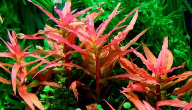cay-thuy-sinh-hong-lieu - Danh mục các loài cây thủy sinh - Aquascape & Planted Tank Guide
