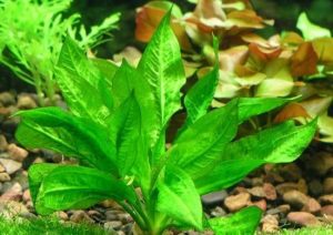 Dwarf Gourami
