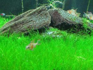 Echinodorus