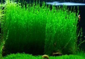 lửa - List of aquatic moss types - Aquascape & Planted Tank Guide