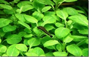 Pink three-spot gourami