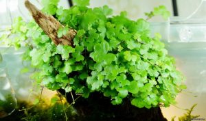 Pennywort