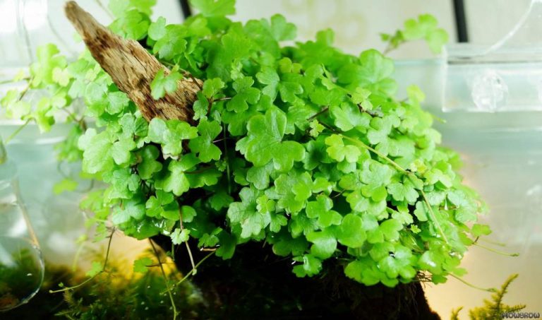 hydrocotyle-cf-tripartita-51e395eb62333_zpsfbfb7326 - Danh mục các loài cây thủy sinh - Aquascape & Planted Tank Guide
