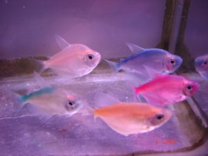 imagea011 - Các loài cá thả trong bể thủy sinh - Aquascape & Planted Tank Guide