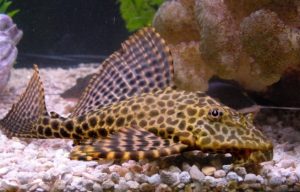 leopard_pleco_catybabeo004 - Các loài cá thả trong bể thủy sinh - Aquascape & Planted Tank Guide
