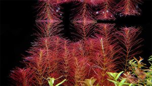 Red snail scales
