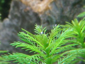Fishbone algae