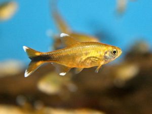 nana - Các loài cá thả trong bể thủy sinh - Aquascape & Planted Tank Guide