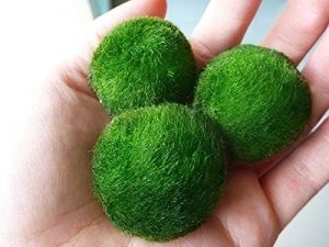 nano - List of aquatic moss types - Aquascape & Planted Tank Guide