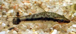 Otocinclus affinis