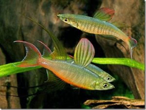 Boeseman's rainbowfish