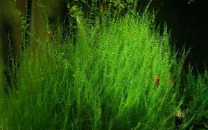 rêu sợi - List of aquatic moss types - Aquascape & Planted Tank Guide