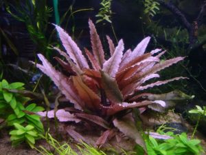 Flamingo grass