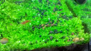 Pearl grass