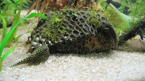 ty_ba_buom - Các loài cá thả trong bể thủy sinh - Aquascape & Planted Tank Guide