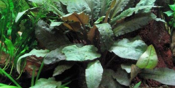 cập nhật - List of types of mosses - Aquascape & Planted Tank Guide