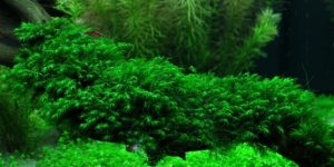 us_fiss - List of aquatic moss types - Aquascape & Planted Tank Guide