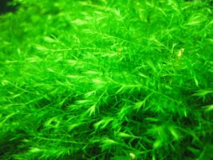 rêu liễu - List of aquatic moss types - Aquascape & Planted Tank Guide