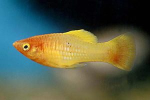 xiphophorus_spp - Các loài cá thả trong bể thủy sinh - Aquascape & Planted Tank Guide