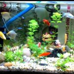 AVT - Đặc điểm và những điều cần biết khi nuôi cá Phượng Hoàng - Aquascape & Planted Tank Guide