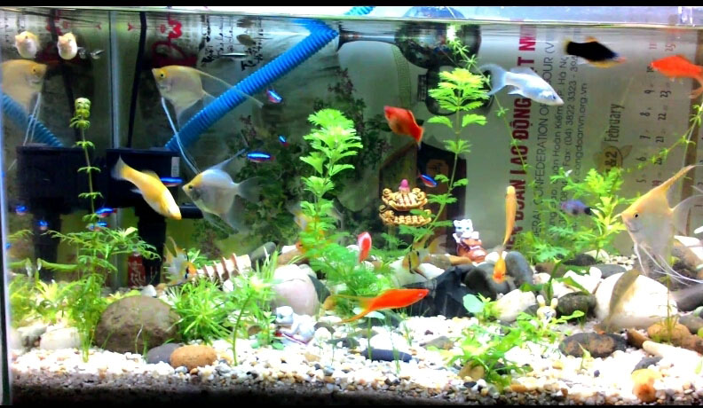 AVT - Đặc điểm và những điều cần biết khi nuôi cá Phượng Hoàng - Aquascape & Planted Tank Guide