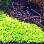 cây đàn thảo - Cách trồng và chăm sóc cây Đàn Thảo - Aquascape & Planted Tank Guide