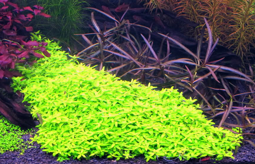 cây đàn thảo - Cách trồng và chăm sóc cây Đàn Thảo - Aquascape & Planted Tank Guide