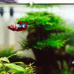 photo-1519657635301-68bb60c798f7 - Aquascape & Planted Tank Guide