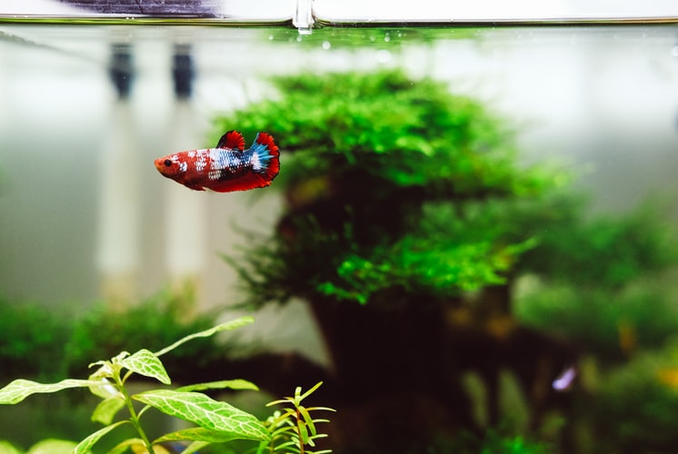 photo-1519657635301-68bb60c798f7 - Aquascape & Planted Tank Guide