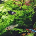 photo-1603630138578-a45a87fa97e9 - Aquascape & Planted Tank Guide