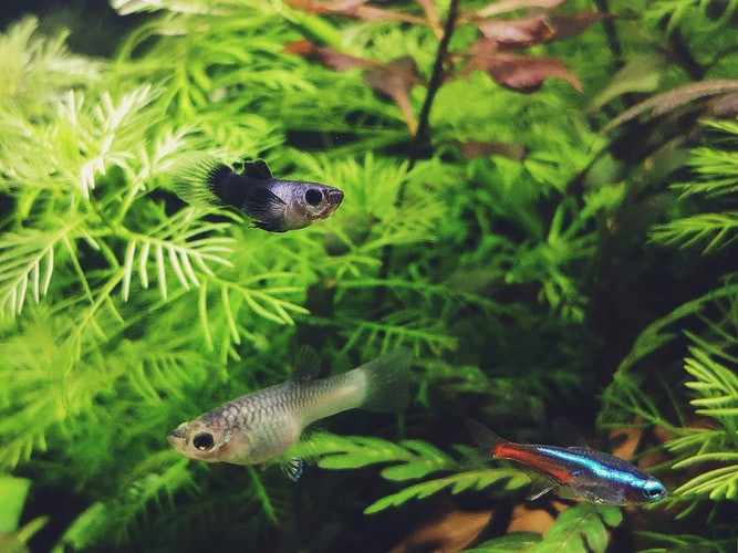 photo-1603630138578-a45a87fa97e9 - Aquascape & Planted Tank Guide